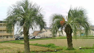 2020060405500000.jpg